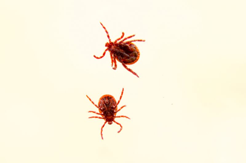 Centipede Extermination in Katy, TX