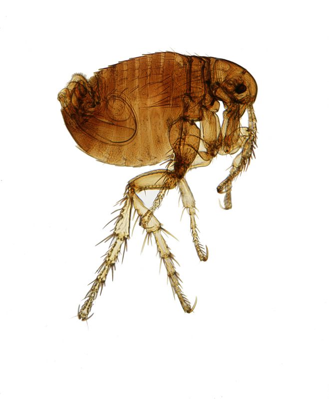 Flea Infestation Treatment