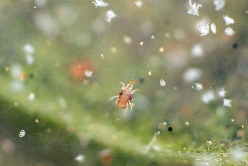 Mouse Spider Extermination in Frisco, TX