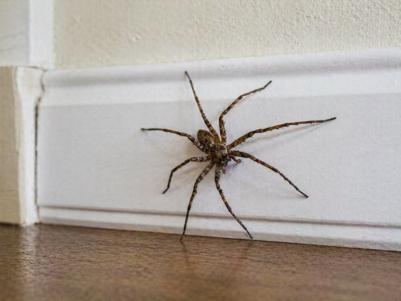 Trapdoor Spider Removal in Denton, TX